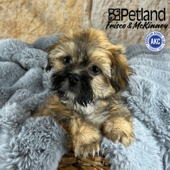 [#M11102] Golden F Lhasa Apso Puppies for Sale