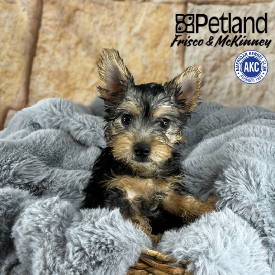 [#M10111] Black and Tan M Silky Terrier Puppies for Sale