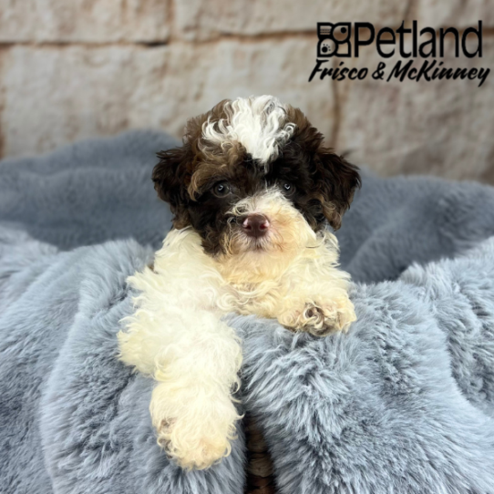 [#M09873] Brown and White M Bichon Poo Puppies for Sale