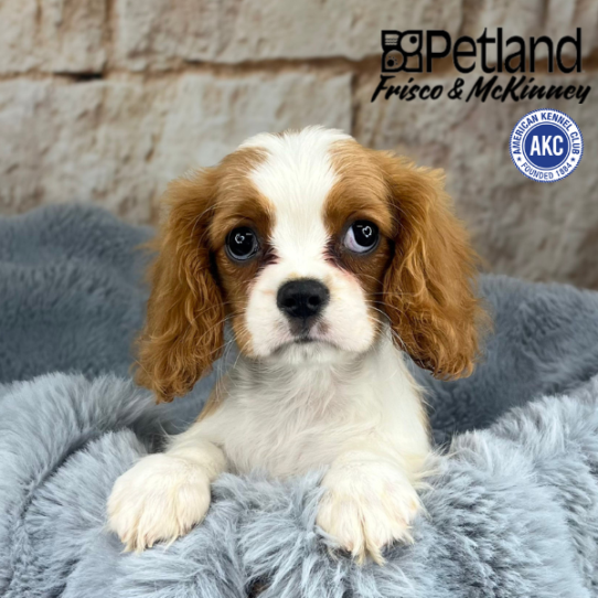 [#M09913] Blenheim F Cavalier King Charles Spaniel Puppies for Sale
