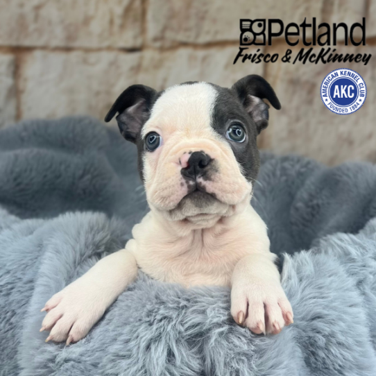 [#252269-08] Gray / White F Boston Terrier Puppies for Sale