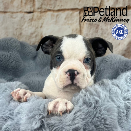 [#252269-02] Gray / White M Boston Terrier Puppies for Sale