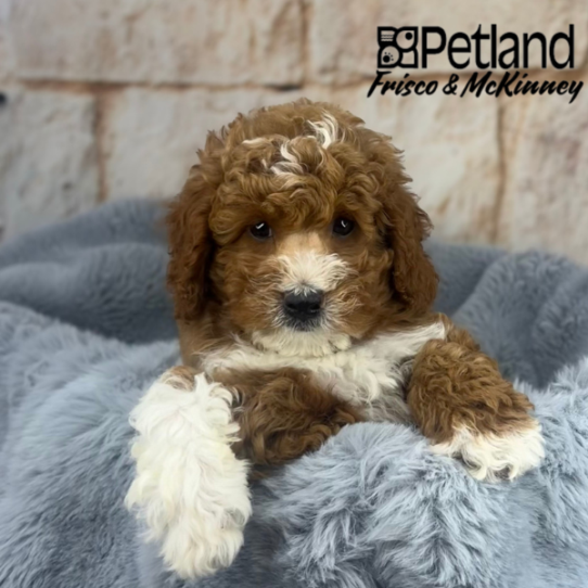 [#252378-03] Red M Goldendoodle Mini 2nd Gen Puppies for Sale