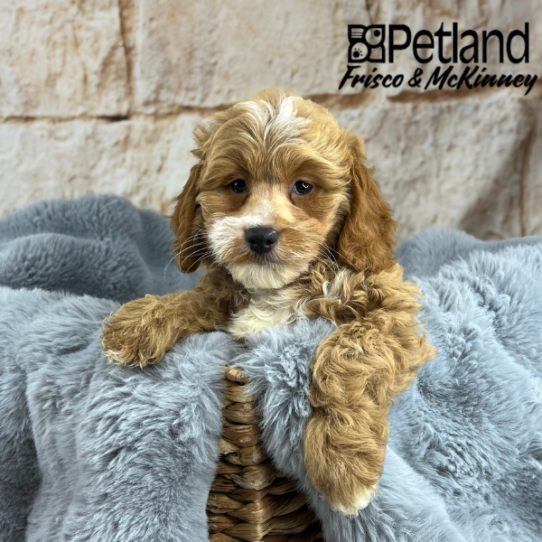 [#252238-08] Red F Goldendoodle Mini 2nd Gen Puppies for Sale