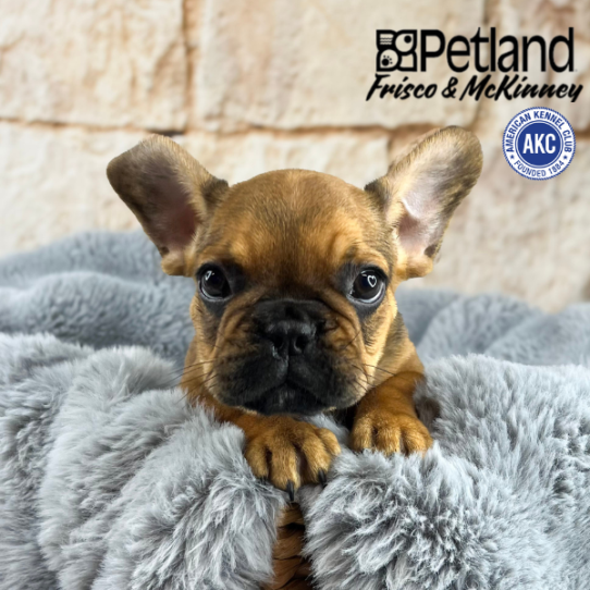 [#252077-01] Fawn M French Bulldog Puppies for Sale