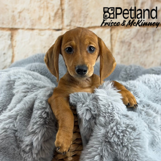 [#M09699] Red F Dachshund Puppies for Sale