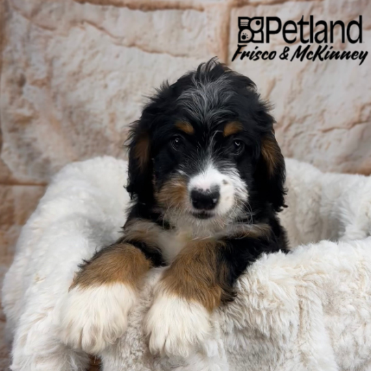 [#2538-08] Black White / Tan F Bernedoodle Mini Puppies for Sale