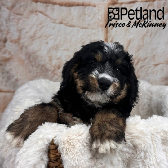 [#2538-01] Black White / Tan M Bernedoodle Mini Puppies for Sale