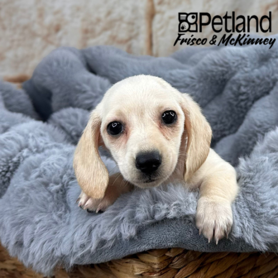 [#25123-08] Cream F Dachshund Puppies for Sale