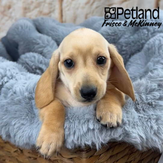 [#25123-02] Cream M Dachshund Puppies for Sale