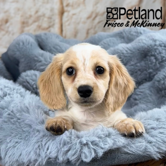 [#25123-04] Cream / White F Dachshund Puppies for Sale
