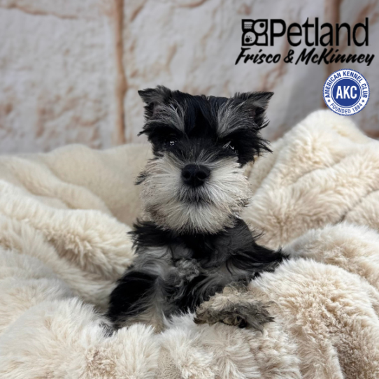 [#M09999] Black and Silver M Miniature Schnauzer Puppies for Sale