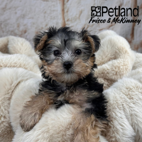 [#M09896] Silver Black and Tan F Silktese Puppies for Sale