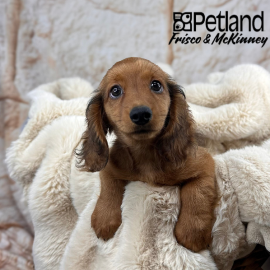 [#M09592] Red M Dachshund Puppies for Sale