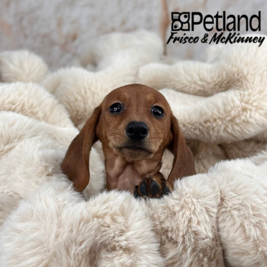 [#M09699] Red F Dachshund Puppies for Sale