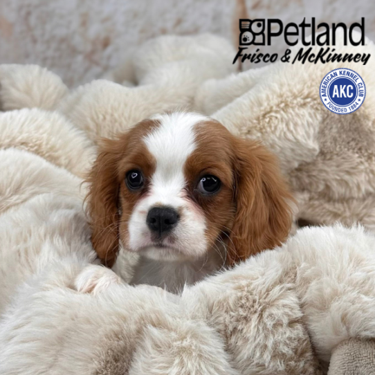 [#M09913] Blenheim F Cavalier King Charles Spaniel Puppies for Sale