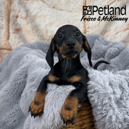 [#25430-04] Black / Tan F Dachshund Puppies for Sale