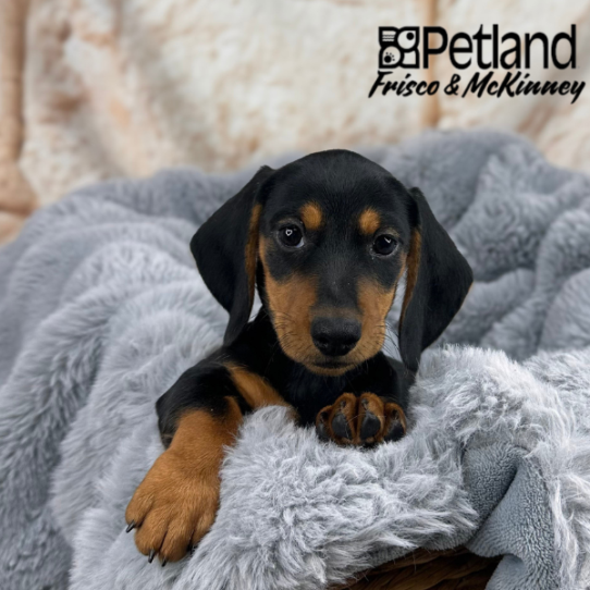 [#25430-03] Black / Tan F Dachshund Puppies for Sale