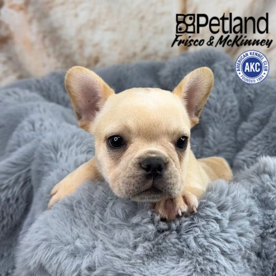 [#25431-01] Cream F French Bulldog Puppies for Sale