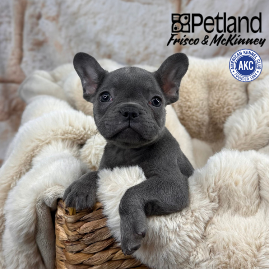 [#25432-01] Blue M French Bulldog Puppies for Sale