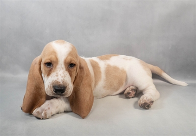[#M09076] Lemon and White M Basset Hound Puppies for Sale