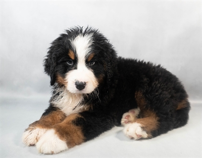[#M09192] Black Rust and White M Bernese Mountain Dog Puppies for Sale