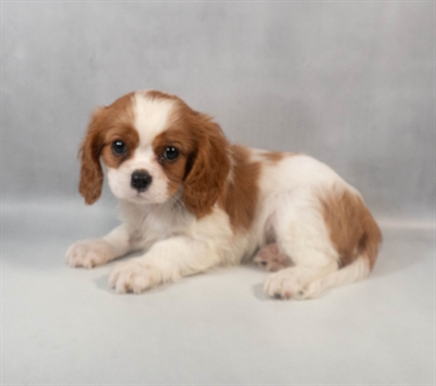 [#M09224] Blenheim M Cavalier King Charles Spaniel Puppies for Sale
