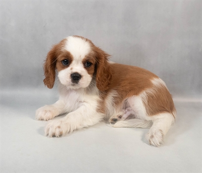 [#M09227] Blenheim M Cavalier King Charles Spaniel Puppies for Sale