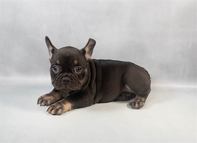 [#M09460] Black and Tan F French Bulldog Puppies for Sale