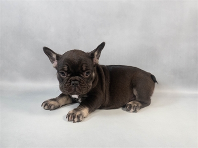 [#M09461] Black and Tan F French Bulldog Puppies for Sale