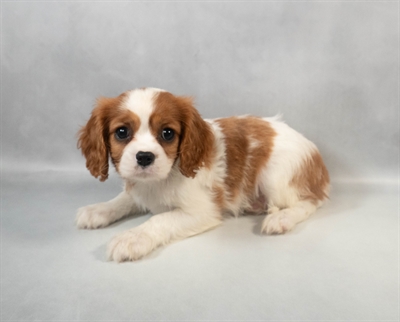 [#M09518] Blenheim F Cavalier King Charles Spaniel Puppies for Sale
