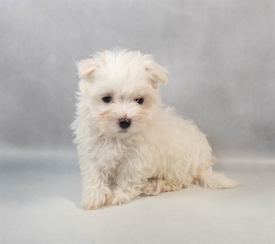 [#M09660] White F Maltese Puppies for Sale