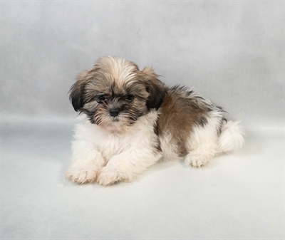 [#M09685] Gold and White M Shih Tzu Puppies for Sale