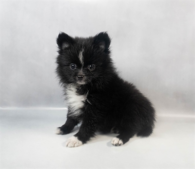 [#M09780] Black F Pomeranian Puppies for Sale