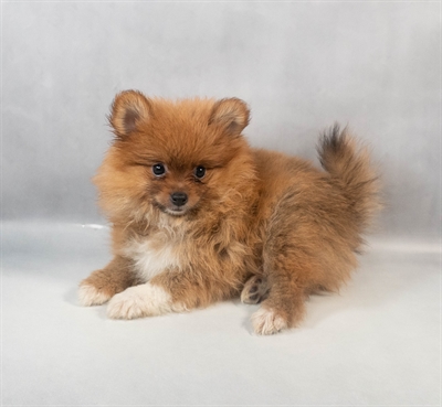 [#M09781] Orange Sable M Pomeranian Puppies for Sale