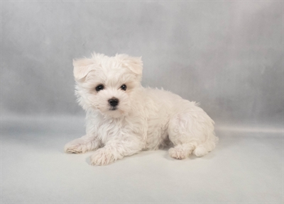 [#M09900] White M Maltese Puppies for Sale