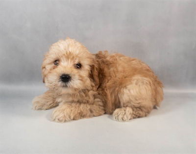 [#M09715] Apricot M Mini Whoodle Puppies for Sale