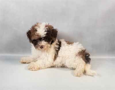 [#M09873] Brown and White M Bichon Poo Puppies for Sale