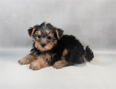 [#M09896] Silver Black and Tan F Silktese Puppies for Sale
