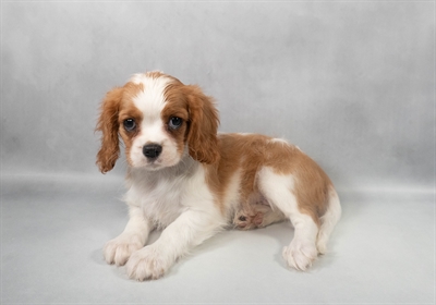 [#M09913] Blenheim F Cavalier King Charles Spaniel Puppies for Sale
