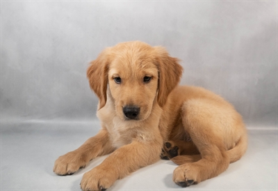 [#M09938] Golden M Golden Retriever Puppies for Sale