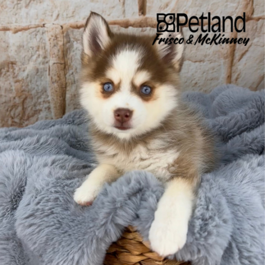 [#252357-03] Chocolate F Pomsky 2nd Gen Puppies for Sale