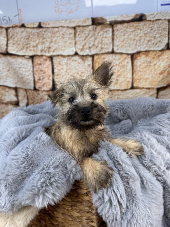 [#252334-04] Wheaten M Cairn Terrier Puppies for Sale