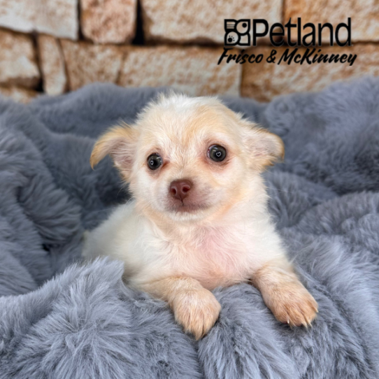 [#252696-03] Fawn F Chihuahua Puppies for Sale