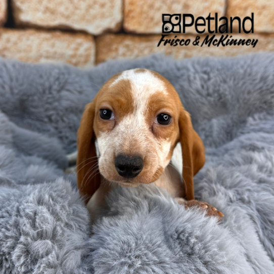 [#252578-03] Red / White M Dachshund Puppies for Sale