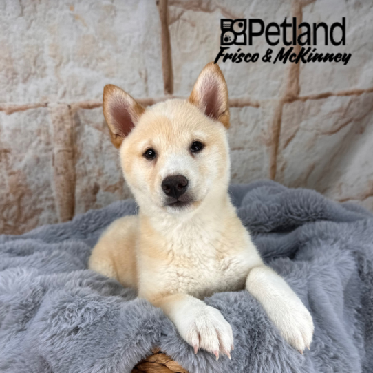 [#252430-09] Cream F Shiba Inu Puppies for Sale