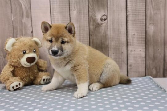 [#252533-03] Red Sesame F Shiba Inu Puppies for Sale