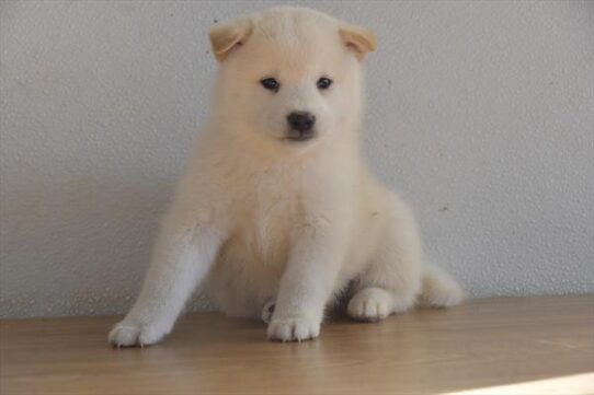 [#252537-02] Cream M Shiba Inu Puppies for Sale