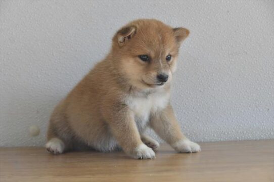 [#252537-06] Red F Shiba Inu Puppies for Sale