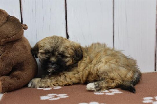 [#252509-05] Brindle F Lhasa Apso Puppies for Sale